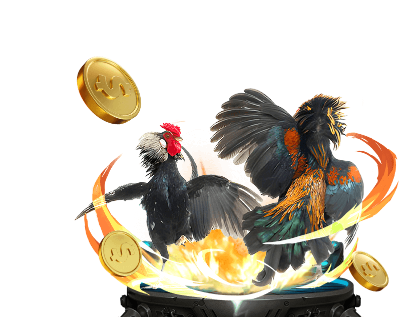 Đá gà trực tiếp Kubet 11